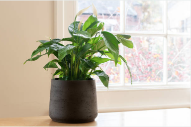 5 Best Low Maintenance Houseplants