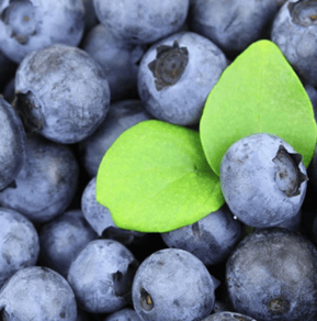 blueberries.png