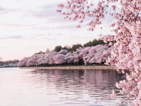 cherry_blossoms