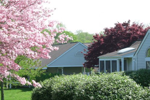 peterpfundblossomtree